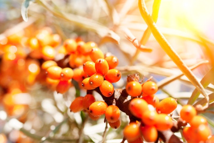 Sự thật về Omega 7 tinh khiết, hắc mai biển và axit palmitic